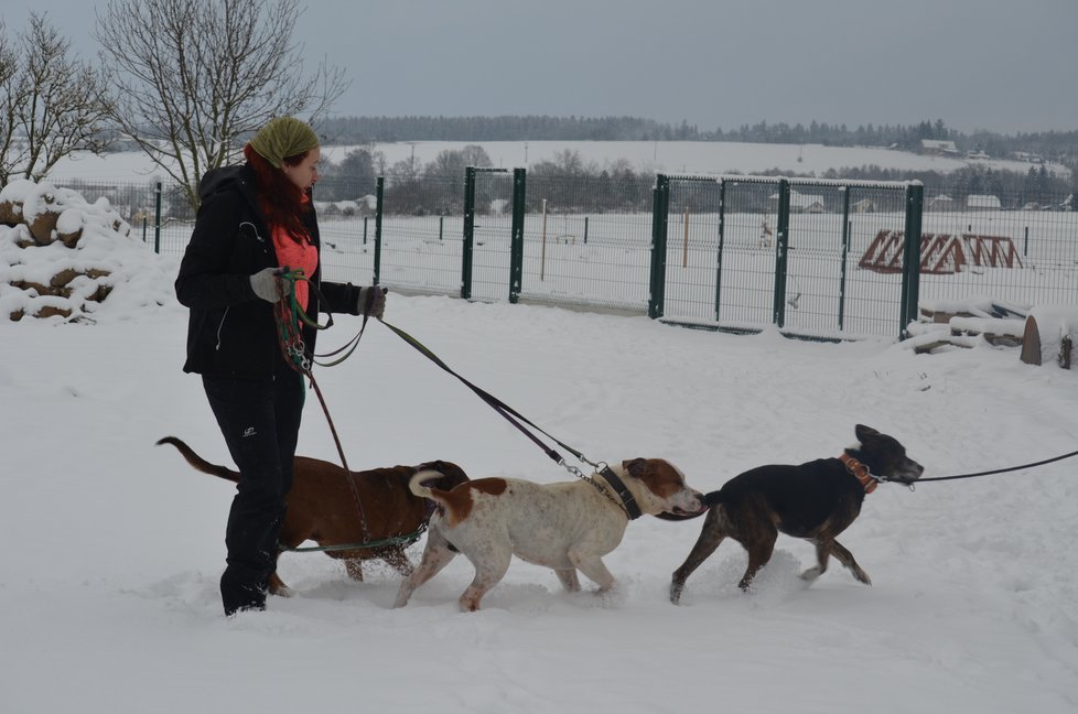 Všichni tři odebraní psi si procházku ve sněhu užívali.
