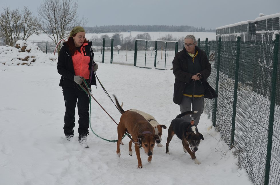 Všichni tři odebraní psi si procházku ve sněhu užívali