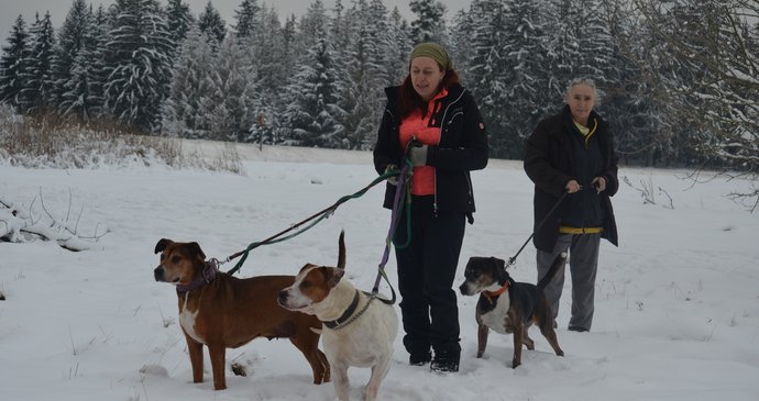 Na vycházce se chovali vzorně, zvládnout je ale není vůbec jednoduché.