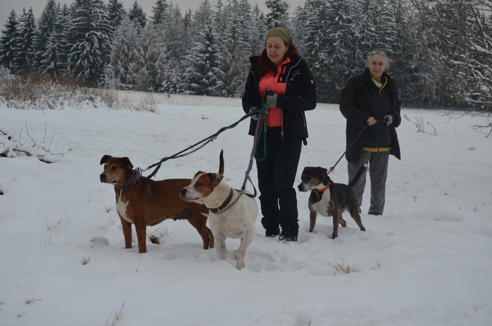 Gina, Richi a Blondýna na společné vycházce letos v lednu, kdy je Blesk tlapky poprvé navštívily