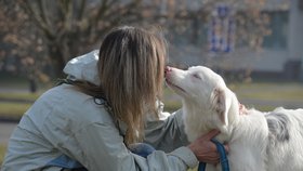 Typickým produktem množitelů je i kříženka Polárka, která v sobě nese double merle gen. Je proto hluchá a postupně slepne. Na Bazoši byla několikrát přeprodávána.