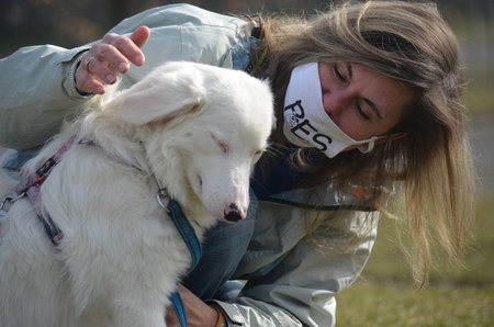 Typickým produktem množitelů je i kříženka Polárka, která v sobě nese double merle gen. Je proto hluchá a postupně slepne. Na Bazoši byla několikrát přeprodávána.