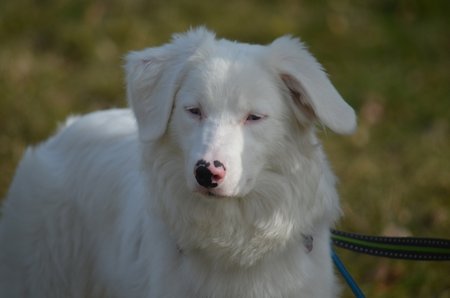 Typickým produktem množitelů je i kříženka Polárka, která v sobě nese double merle gen. Je proto hluchá a postupně slepne. Na Bazoši byla několikrát přeprodávána.