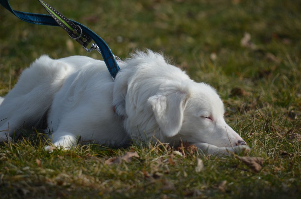 Typickým produktem množitelů je i kříženka Polárka, která v sobě nese double merle gen. Je proto hluchá a postupně slepne. Na Bazoši byla několikrát přeprodávána.