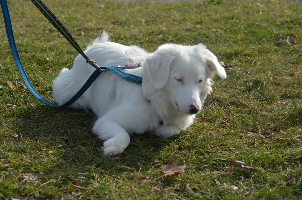 Typickým produktem množitelů je i kříženka Polárka, která v sobě nese double merle gen. Je proto hluchá a postupně slepne. Na Bazoši byla několikrát přeprodávána.