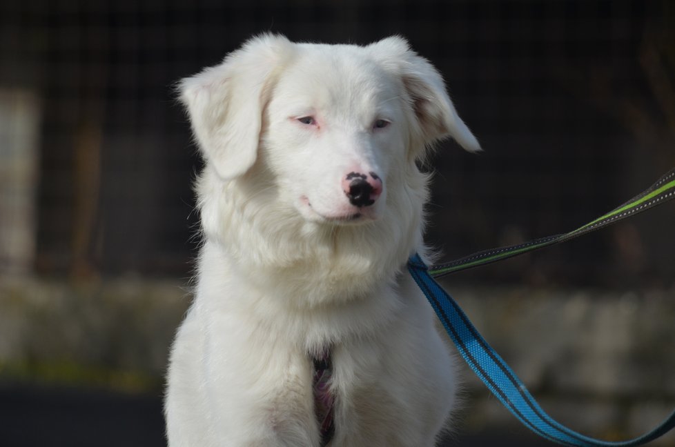 Typickým produktem množitelů je i kříženka Polárka, která v sobě nese double merle gen. Je proto hluchá a postupně slepne. Na Bazoši byla několikrát přeprodávána.