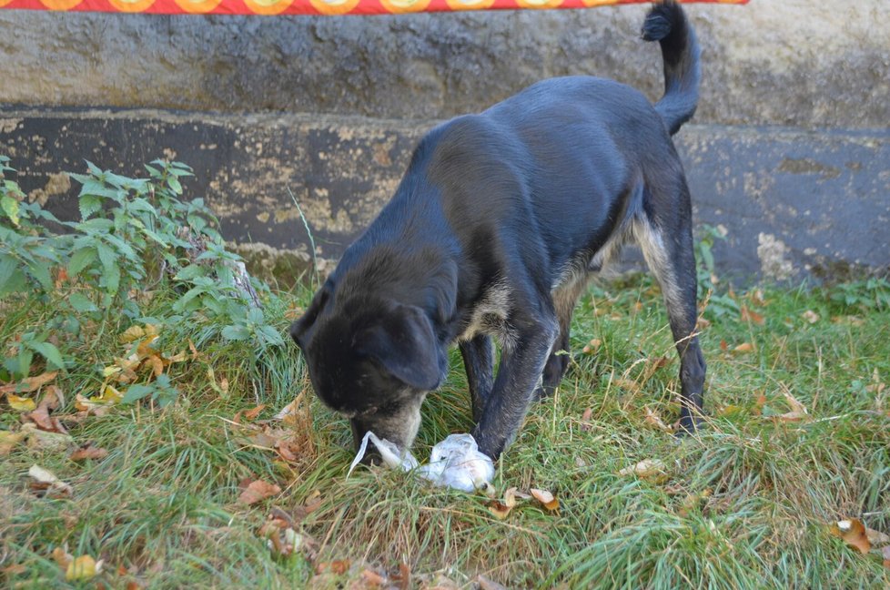 Jeden ze psů, které v Hulicích zůstali, ukradl svačinu určenou majitelkám