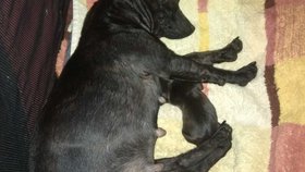 Vypiplat se snad podaří i štěně Gabe