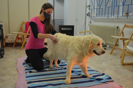 Kateřina Boháčová ví, jak psa napravit a jak mu ulevit