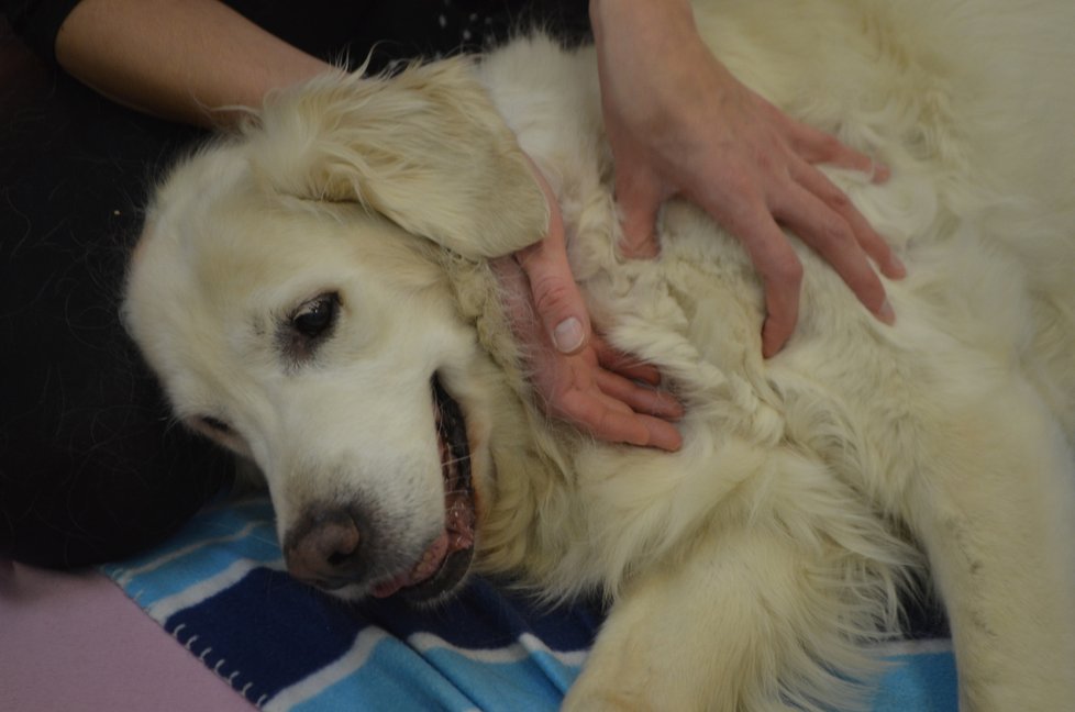 Psi si péči fyzioterapeutky užívají