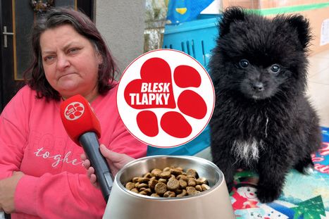 Obrázek: Prodávali 10 štěňat měsíčně. Rodinu množitelky Kinské potrestal soud za nedovolené podnikání