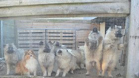 Veterináři v Libni odhalili množírnů psů i koček. Žena v nevyhovujících podmínkách trápila i chráněné papoušky!