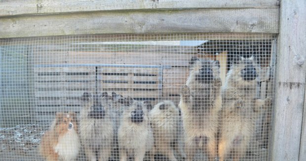 V množírně na Libeňském ostrově byli nalezení kočky, psi i papoušci, kteří živořili v nevyhovujících podmínkách. (ilustrační foto)