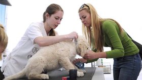 Na Moravském psím dnu si budou moci nechat návštěvníci své psy zdarma očipovat a čip rovnou zanést do registru
