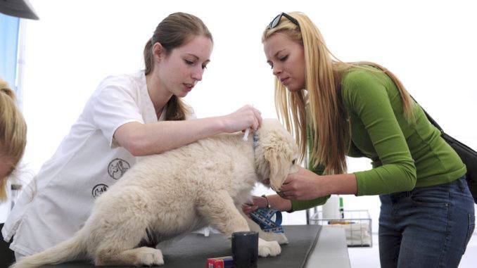 Na Moravském psím dnu si budou moci nechat návštěvníci své psy zdarma očipovat a čip rovnou zanést do registru