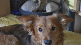 Adoptovaný Čaky byl ještě štěně, bylo mu osm měsíců