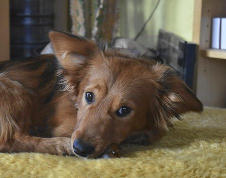 Adoptovaný Čaky byl ještě štěně, bylo mu osm měsíců