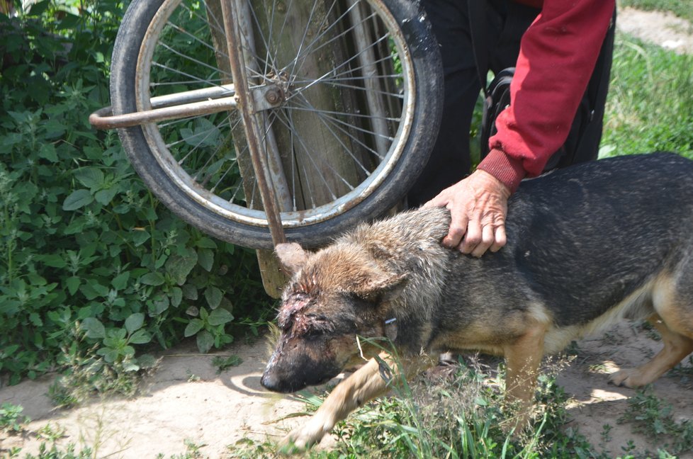 V tom, že psi napadají jeho i sebe navzájem majitel problém nevidí. Reportérky viděly na místě zraněnou fenu s obrovskou otevřenou ranou na hlavě, kterou nenechal ošetřit