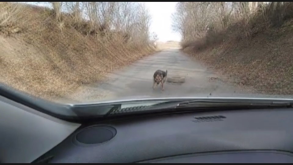 Psi Františka Doležela pobíhali kolem vsi navolno a útočili na auto starosty. Jeden z nich za sebou tahal pneumatiku