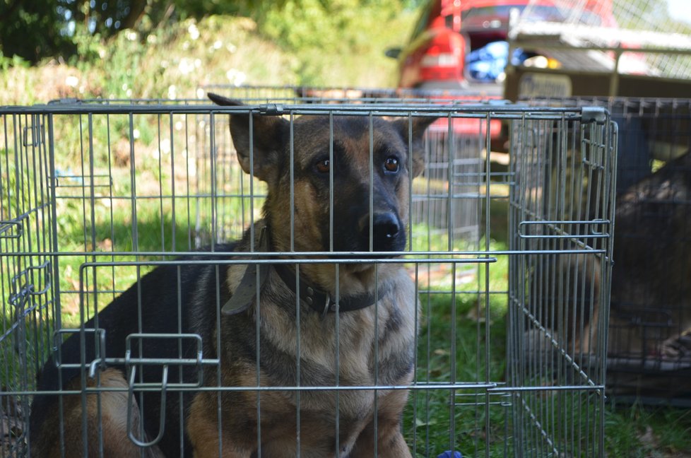 Psí záchranáři ukládali odebrané psy do boxů, aby je mohli převézt do náhradní péče.
