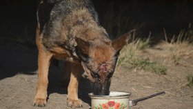 Odchytit se podařilo i vážně zraněnou fenu, které se teď konečně dostane řádné péče a ošetření