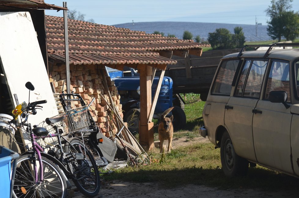 Psi byli po celém pozemku různě rozstrkaní a uvázaní.