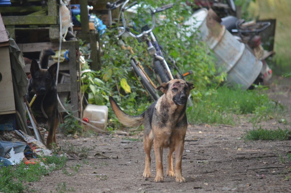 Na pozemku přežívá i zraněná fena, kterou senior nakonec po upozornění Blesk tlapek nechal v Boskovicích u veterinářky ošetřit