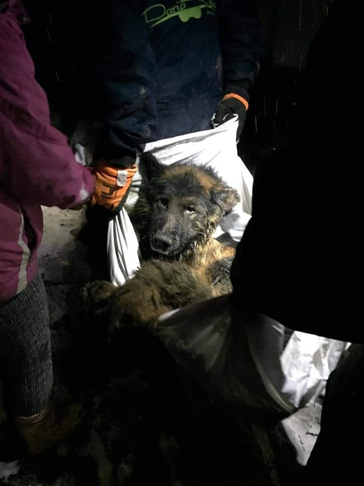 Zvířecí záchranáři psi odváželi dva dny