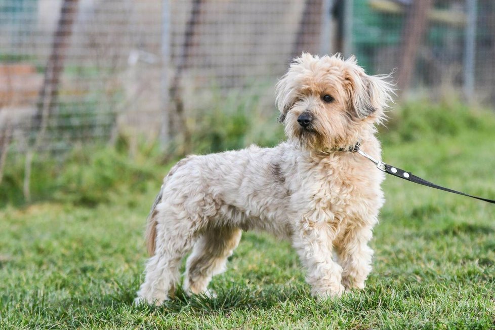 Na nový domov čeká i tento fešák, kterého má v péči spolek For Dogs  Na nový domov čeká i tento fešák, kterého má v péči spolek For Dogs