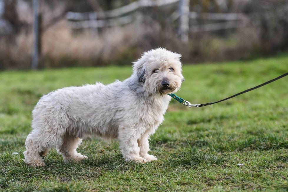 Na nový domov čeká i tento fešák, kterého má v péči spolek For Dogs