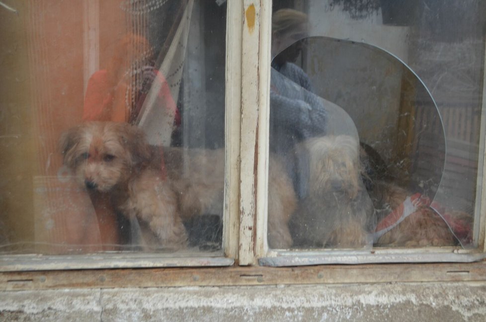 Majitelé nechtěli vydat všechny psy, poschovávali je různě po domě a na dvorku. Nakonec ale předali záchranářům všechny, kromě jednoho
