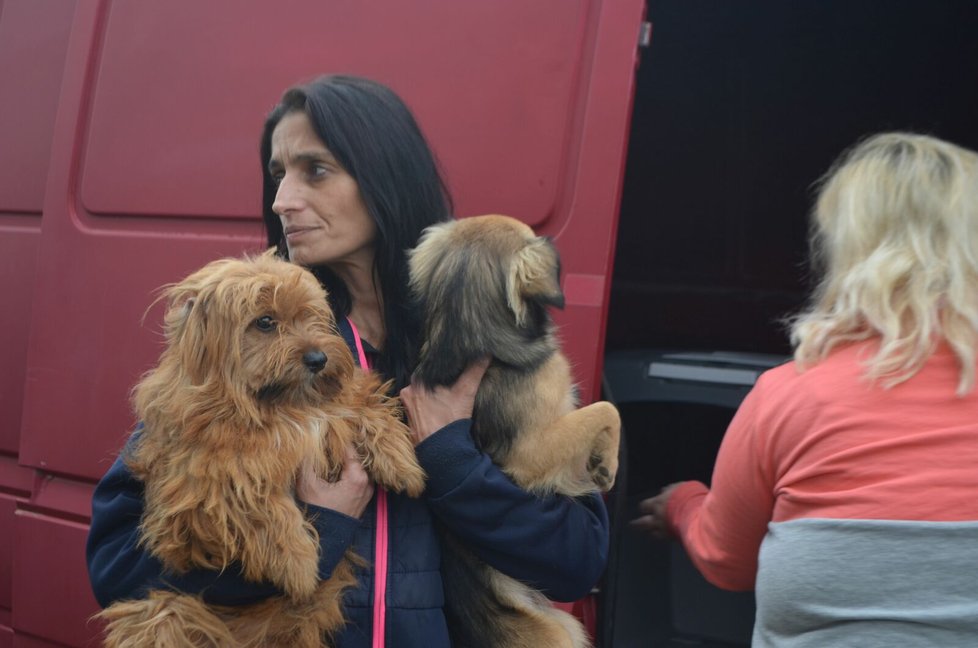 Zvířecí záchranáři přijeli dvěma dodávkami. Když se ukázalo, že psů je mnohem víc, museli na pomoc s odvozem přivolat další posily