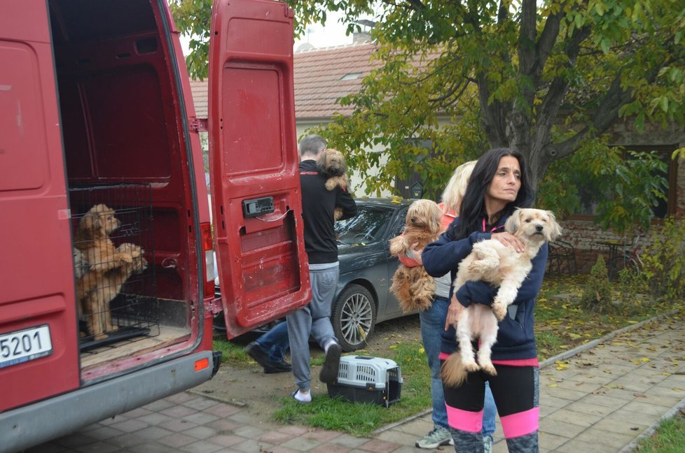 Zvířecí záchranáři přijeli dvěma dodávkami. Když se ukázalo, že psů je mnohem víc, museli na pomoc s odvozem přivolat další posily