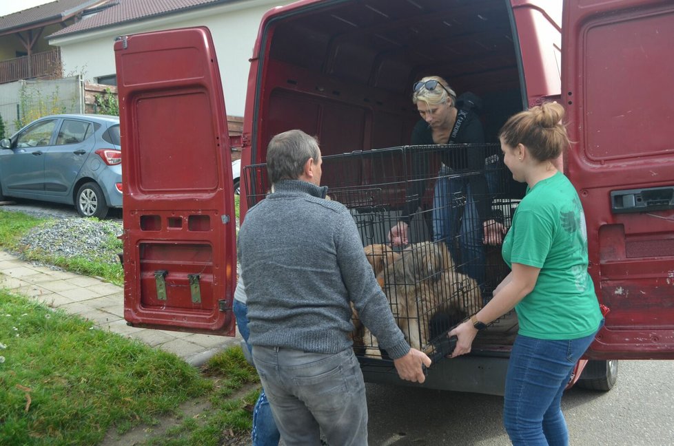 Záchranáři pak psy rozvezli do jednotlivých spolků a útulků. Čekala je veterinární prohlídka, koupání, odblešení a odčervení