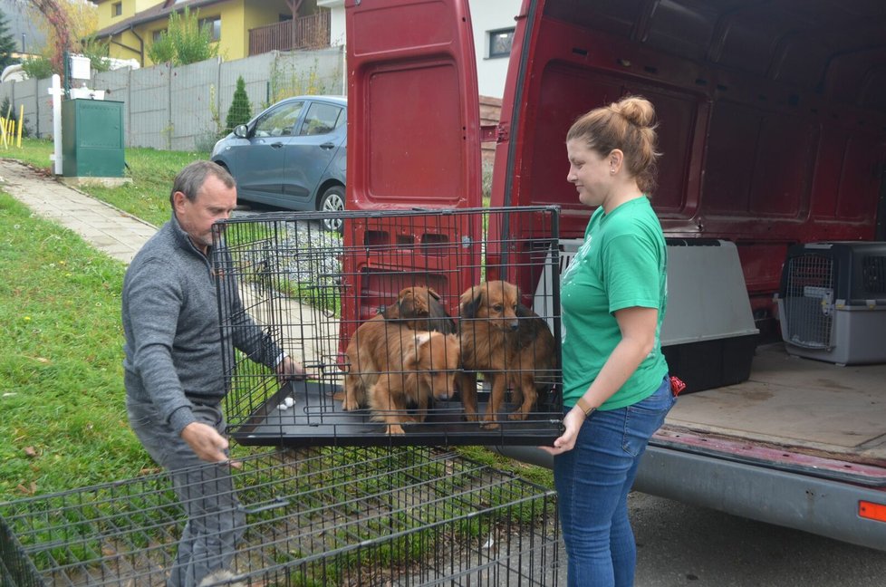 Záchranáři pak psy rozvezli do jednotlivých spolků a útulků. Čekala je veterinární prohlídka, koupání, odblešení a odčervení