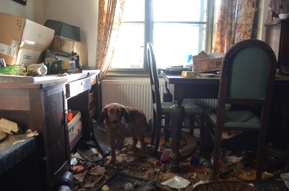 Psi byli zavřeni ve zcela zdevastovaném bytě plném odpadků a výkalů