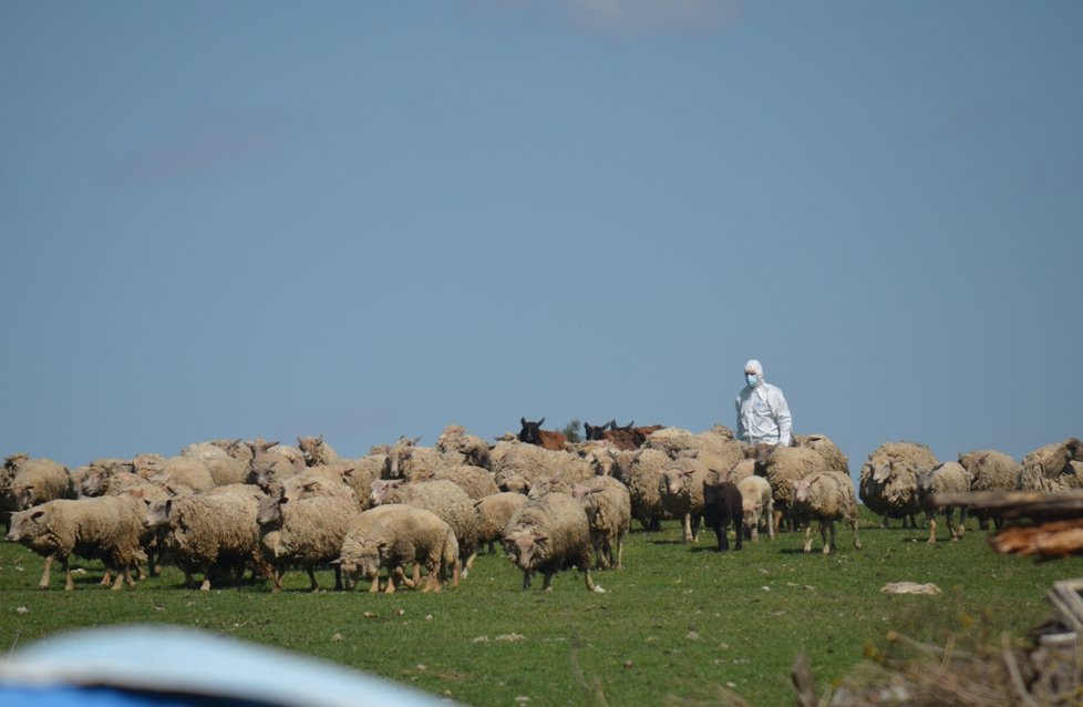 Dnes řešili veterináři na místě osud stáda ovcí