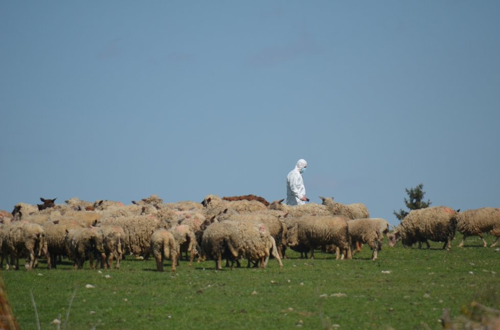 Veterináři řešili na místě osud stáda ovcí