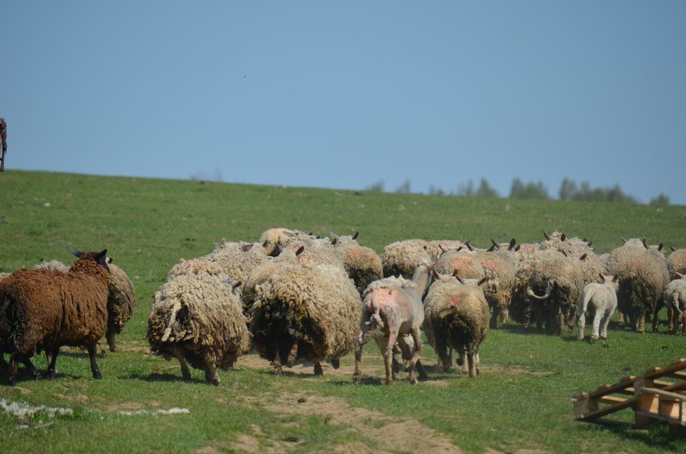 Dnes řešili veterináři na místě osud stáda ovcí