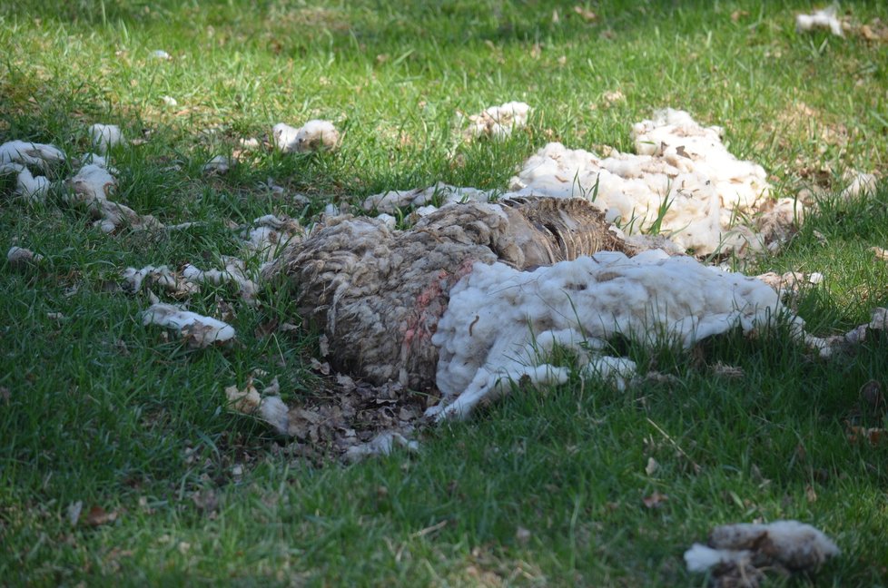 Na místě bylo několik uhynulých ovcí v různém stádiu rozkladu