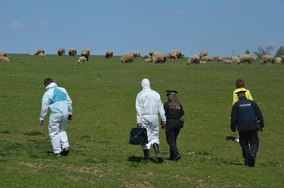 Na místě bylo několik uhynulých ovcí v různém stádiu rozkladu