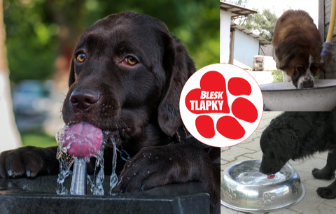 Ve vedrech potřebují psi třikrát víc vody. V případě přehřátí jim hrozí smrt