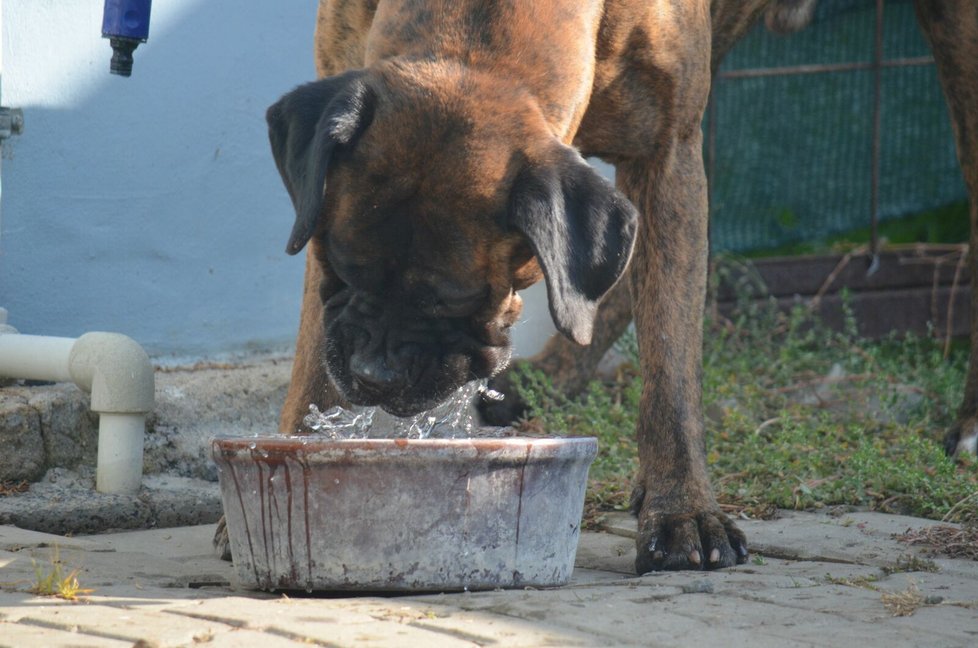 V létě je potřeba psům vodu častěji dolévat a měnit