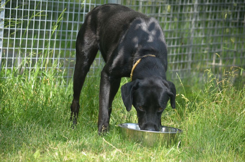 V horkých dnech je zapotřebí dohlížet na pitný režim u psů