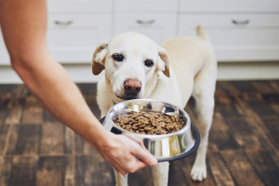 Základem zdraví psa je vyvážená strava