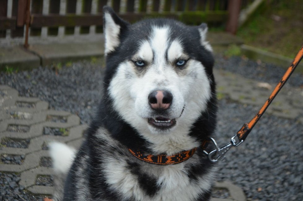 Z útulku v Anidefu odešel do nového domova i husky Calvin