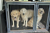 Zabavení retrívři z Odrovic: Miliony za péči v útulcích, obviněná majitelka je všechny chce