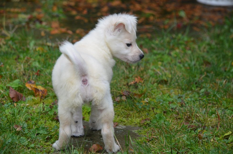 Deny si naštěstí žádné trauma z množírny, z níž pochází, nenese     Deny si naštěstí žádné trauma z množírny, z níž pochází, nenese