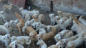 Reportérky v roce 2021 napočítaly na dvorku na šest desítek psů