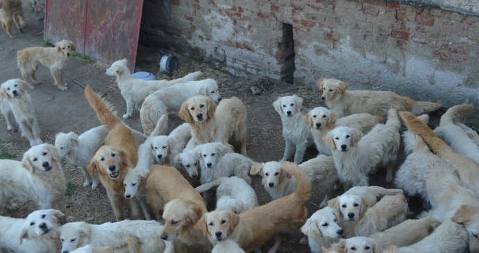 Reportérky v roce 2021 napočítaly na dvorku na šest desítek psů